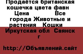 Продаётся британская кошечка цвета фавн › Цена ­ 10 000 - Все города Животные и растения » Кошки   . Иркутская обл.,Саянск г.